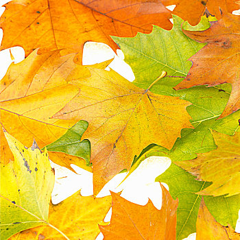 叶子,秋天,色彩,悬铃木
