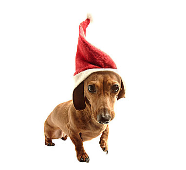 达克斯猎狗,圣诞帽