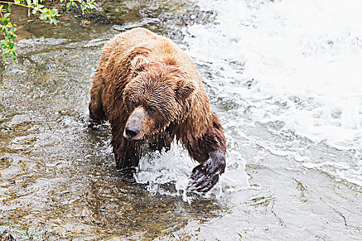 大灰熊,棕熊,捕鱼,红大马哈鱼,溪流,秋天,卡特麦国家公园,保存,西南方,阿拉斯加,美国