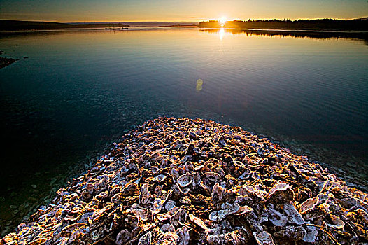 牡蛎,壳,加工厂,大,堆放,流动,右边,背影,海洋,湾,温哥华岛,不列颠哥伦比亚省,加拿大