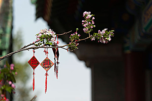 装饰,树上,枝条,大厅,国王,北海公园,地区,北京