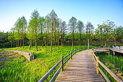 慈溪,九塘公园,绿化,木桥,自然