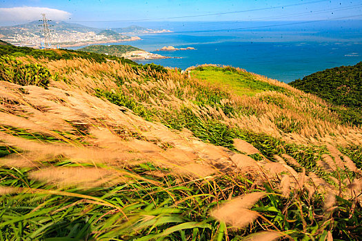 山坡,芦苇,海