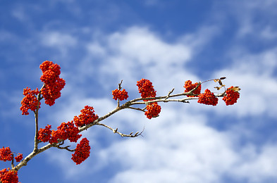 欧洲花楸图片