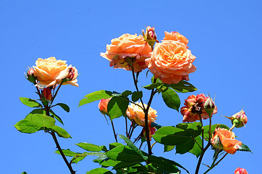 植物,蔷薇,橙色