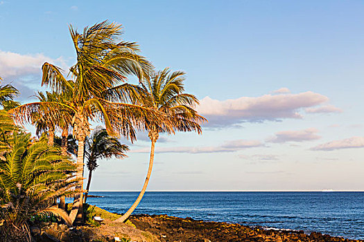 棕榈树,海滩,日落,波多黎各,兰索罗特岛,加纳利群岛,西班牙