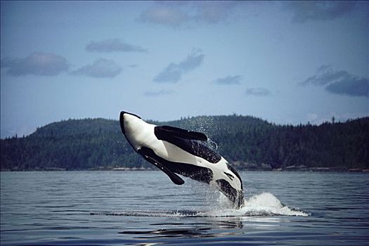 逆戟鲸,成年,雄性,鲸跃,约翰斯顿海峡,不列颠哥伦比亚省,加拿大
