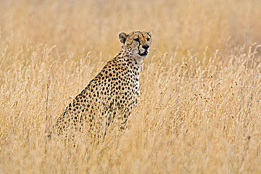 非洲,坦桑尼亚,印度豹,塞伦盖蒂国家公园