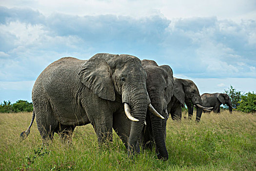 非洲象,伊丽莎白女王国家公园,乌干达,非洲