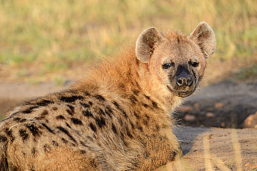 斑鬣狗,笑,鬣狗,早晨,头像,马赛马拉国家保护区,肯尼亚,非洲