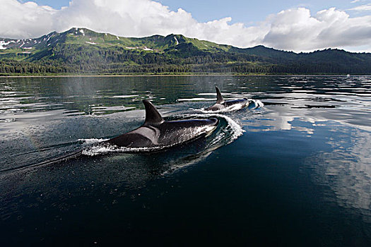 逆戟鲸,女性,局部,威廉王子湾,阿拉斯加