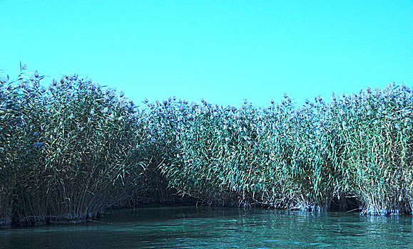 沙湖,湖泊,芦苇