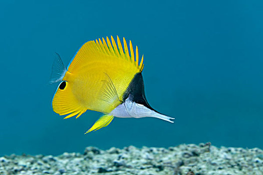 黄色,蝴蝶鱼,岛屿,班达海,太平洋,印度尼西亚,亚洲