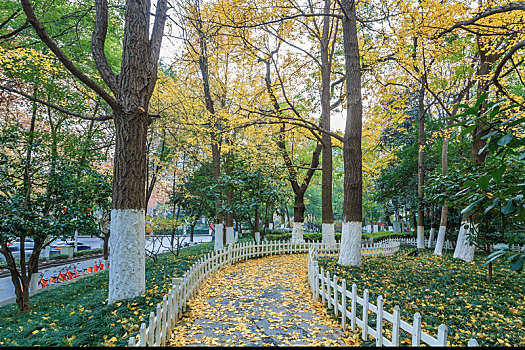 银杏林下落满黄色树叶的小路,南京鼓楼区