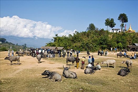 缅甸,景栋,水牛,市场,近郊