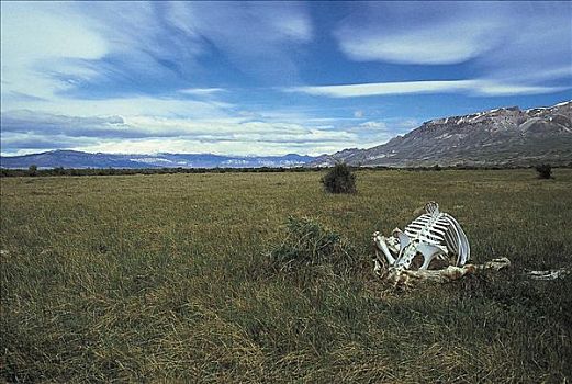 死,牛,骨骼,草场,高原,山峦,安第斯山,巴塔哥尼亚,阿根廷,南美