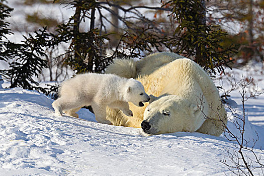 睡觉,母兽,北极熊,幼兽,瓦普斯克国家公园,曼尼托巴,加拿大