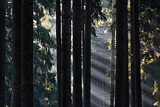 早晨,雾气,树林,哈尔茨山,下萨克森,德国