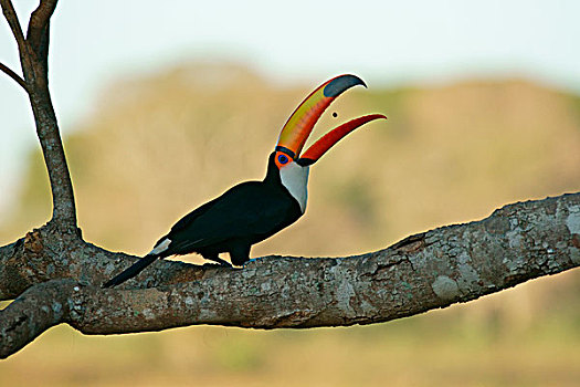 普通,巨嘴鸟,托哥巨嘴鸟,抓住,食物,进食,潘塔纳尔,巴西,南美