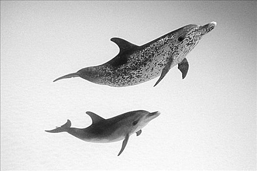 加勒比海,两个,大西洋细吻海豚,原海豚属,清晰,海洋,黑白照片