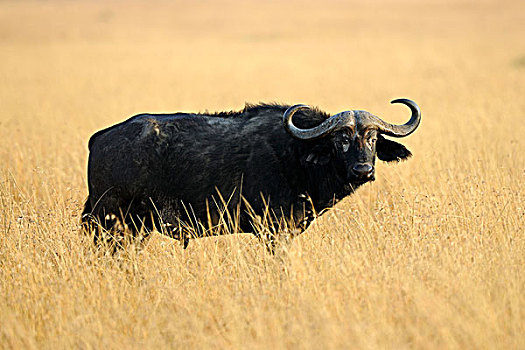 非洲水牛,水牛,站立,高,草,马赛马拉国家保护区,肯尼亚,东非,非洲