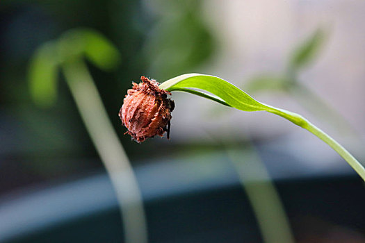 微距摄影之发芽的香菜种子