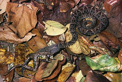 蛇,幼小,吞吃,雨,青蛙,雨林,哥斯达黎加