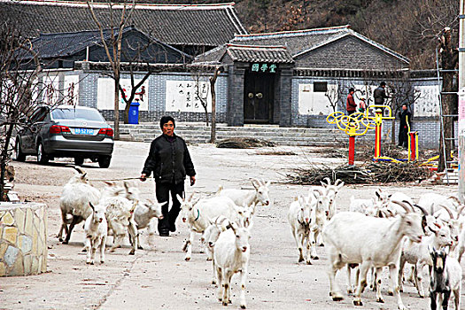 山羊,羊群,致富,农村,饲养,养殖,家畜,动物