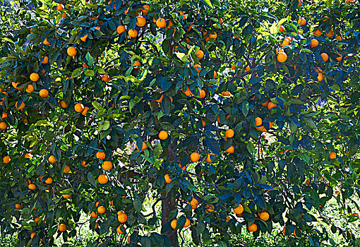 橘树,水果,马略卡岛,西班牙,欧洲