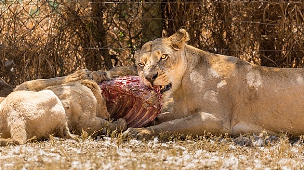 狮子进食图片
