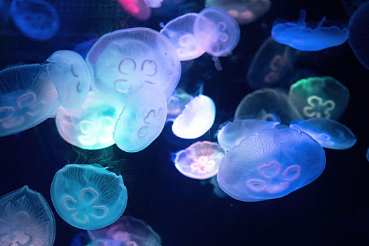 四川成都极地海洋公园水族箱里的海月水母