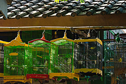 鸟,笼子,传统,市场,日惹,爪哇,印度尼西亚
