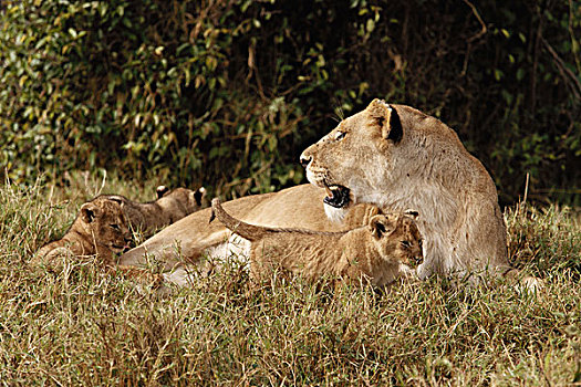 肯尼亚,狮子,幼兽,大幅,尺寸