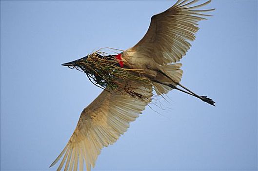 鹳,鹮鹳属,潘塔纳尔,巴西