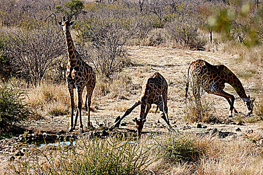 南非,西北省,禁猎区,旅游,长颈鹿