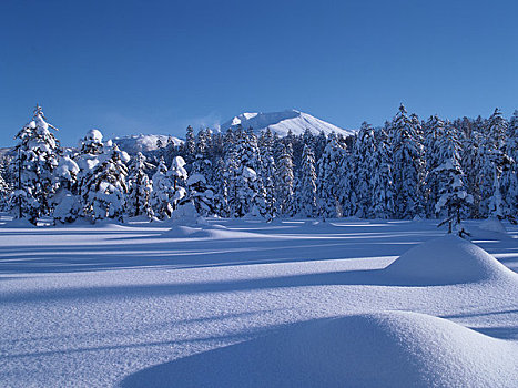 雪原,树林