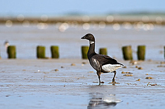 黑雁,走,上方,淤泥滩,弗里斯兰省,荷兰