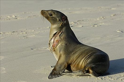 加拉帕戈斯,海狮,加拉帕戈斯海狮,严肃,伤,鲨鱼,脆弱,西班牙岛,加拉帕戈斯群岛