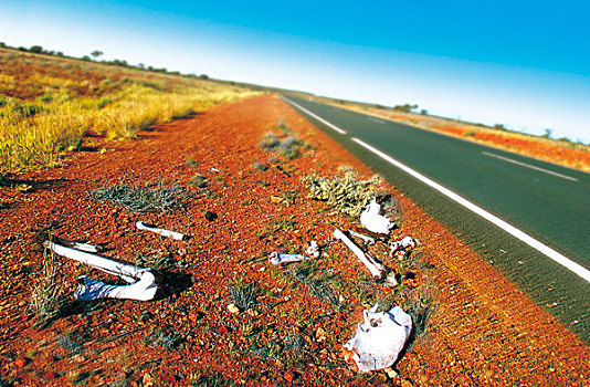 骨头,道路,澳大利亚