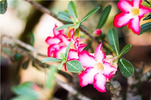 杜鹃花,花