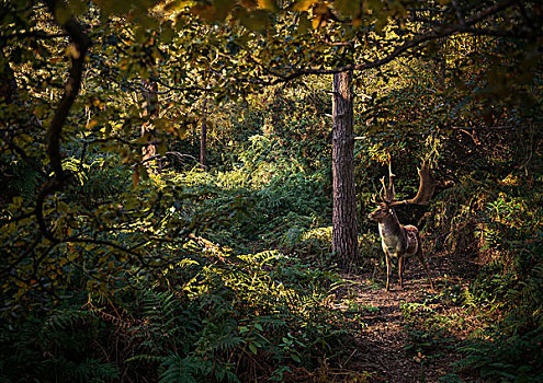 鹿,树林,西米德兰兹郡,英国
