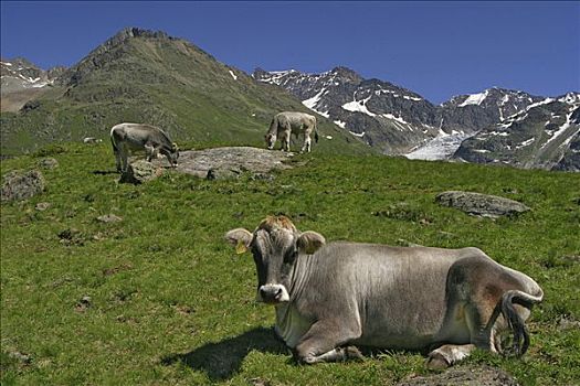 母牛,草场