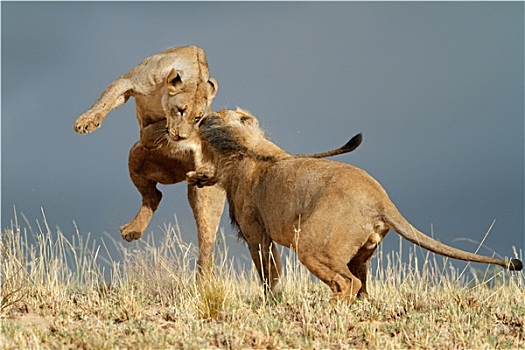 玩耍,非洲狮