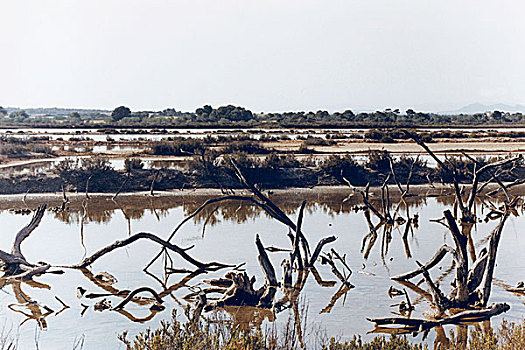 秃树,湿地,陆地