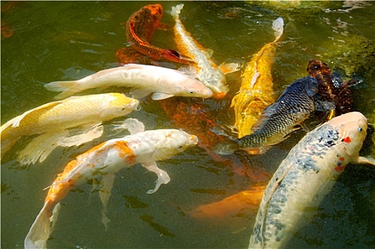 彩色,锦鲤,鱼,游动,水塘