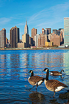 鸭子,游泳,河,曼哈顿,天际线,背景,纽约,美国