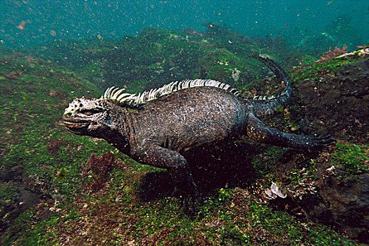 海鬣蜥,费尔南迪纳岛,加拉帕戈斯群岛,厄瓜多尔