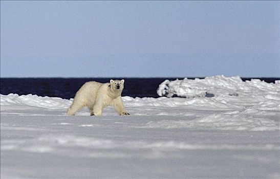 北极熊,巴芬岛,加拿大