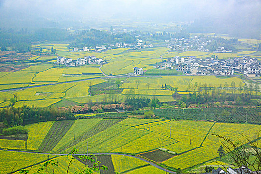 田园,春色,油菜花,漫山遍野,俯瞰