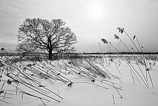 积雪,冬季风景,孤树